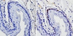 Invitrogen SOX2 Monoclonal Antibody (20G5) 100 &mu;g; Unconjugated:Antibodies,