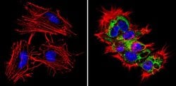 Invitrogen&trade;&nbsp;LIN28A Monoclonal Antibody (14E6-4E6), DyLight&trade; 488