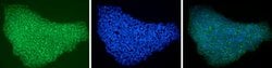 Invitrogen LIN28A Monoclonal Antibody (14E6-4E6), DyLight 488 100 &mu;L | Buy Online | Invitrogen&trade; | Fisher Scientific