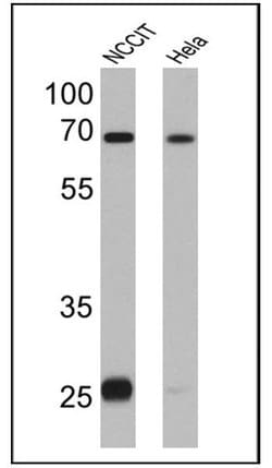 LIN28A Monoclonal Antibody (14E6-4E6), HRP, Invitrogen 100 &mu;L; HRP:Antibodies,