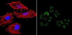 Invitrogen Nanog Monoclonal Antibody (23D2-3C6), DyLight 488 100 &mu;L;