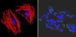 Invitrogen™ SSEA3 Monoclonal Antibody (MC-631), DyLight™ 488