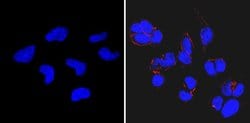 Invitrogen™ SSEA3 Monoclonal Antibody (MC-631), DyLight™ 650