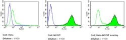 Invitrogen SSEA4 Monoclonal Antibody (MC-813-70), DyLight 488 100 &mu;L;