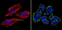 Invitrogen SSEA4 Monoclonal Antibody (MC-813-70), DyLight 488 100 &mu;L;
