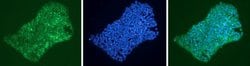 Invitrogen SSEA4 Monoclonal Antibody (MC-813-70), DyLight 488 100 &mu;L;