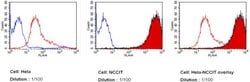 SSEA4 Monoclonal Antibody (MC-813-70), DyLight 650, Invitrogen 100 &mu;L;