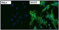 Invitrogen SSEA4 Monoclonal Antibody (MC-813-70) 100 &mu;g; Unconjugated:Antibodies,