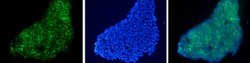 TRA-1-60 Monoclonal Antibody (TRA-1-60), DyLight 488, Invitrogen 50 &mu;L;