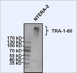 Invitrogen TRA-1-60 Monoclonal Antibody (TRA-1-60) 100 &mu;g; Unconjugated:Antibodies,