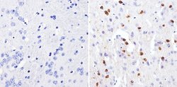 Invitrogen GATA3 Monoclonal Antibody (1A12-1D9) 100 &mu;g; Unconjugated:Antibodies,