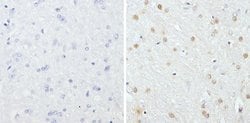 Invitrogen GATA3 Monoclonal Antibody (1A12-1D9) 100 &mu;g; Unconjugated:Antibodies,