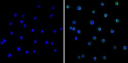 Invitrogen SERPINA3G Monoclonal Antibody (MoFo 29.2) 100 &mu;g; Unconjugated:Antibodies,