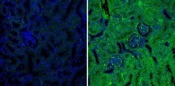 Invitrogen SERPINA3G Monoclonal Antibody (MoFo 29.2) 100 &mu;g; Unconjugated:Antibodies,