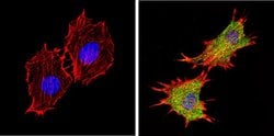 Invitrogen AKT2 Monoclonal Antibody (4H7) 20 &mu;L; Unconjugated:Antibodies,