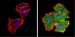 Invitrogen AKT2 Monoclonal Antibody (4H7) 20 &mu;L; Unconjugated:Antibodies,