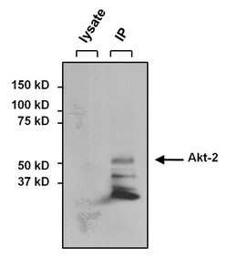 Invitrogen AKT2 Monoclonal Antibody (4H7) 20 &mu;L; Unconjugated:Antibodies,
