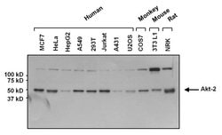Invitrogen AKT2 Monoclonal Antibody (4H7) 20 &mu;L; Unconjugated:Antibodies,