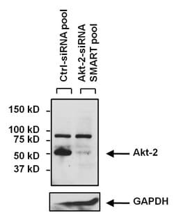Invitrogen AKT2 Monoclonal Antibody (4H7) 20 &mu;L; Unconjugated:Antibodies,