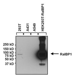 Invitrogen RALBP1 Monoclonal Antibody (6C6) 100 &mu;g; Unconjugated:Antibodies,