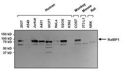 Invitrogen RALBP1 Monoclonal Antibody (6C6) 100 &mu;g; Unconjugated:Antibodies,