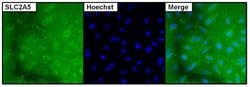 Invitrogen SLC2A5 Monoclonal Antibody (14C8) 20 &mu;L; Unconjugated:Antibodies,