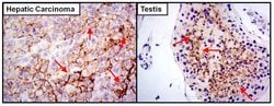 Invitrogen SLC2A5 Monoclonal Antibody (14C8) 20 &mu;L; Unconjugated:Antibodies,