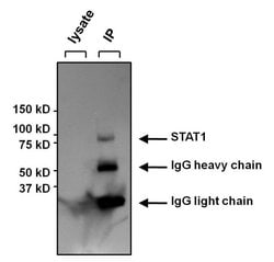 STAT1 Monoclonal Antibody (15H3):Antibodies, Monoclonal