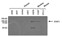 STAT1 Monoclonal Antibody (15H3):Antibodies, Monoclonal