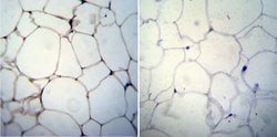 Invitrogen Adiponectin Monoclonal Antibody (19F1) 100 &mu;g; Unconjugated:Antibodies,