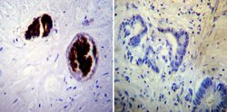 Invitrogen Adiponectin Monoclonal Antibody (19F1) 100 &mu;g; Unconjugated:Antibodies,