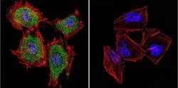 Invitrogen Cytohesin 1 Monoclonal Antibody (2E11) 100 &mu;g; Unconjugated:Antibodies,