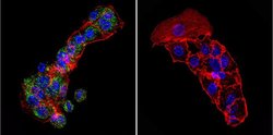 Invitrogen Cytohesin 1 Monoclonal Antibody (2E11) 100 &mu;g; Unconjugated:Antibodies,