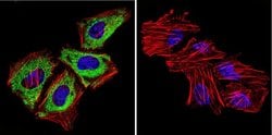 Invitrogen Cytohesin 1/2 Monoclonal Antibody (6G11) 100 &mu;g; Unconjugated:Antibodies,