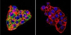 Invitrogen Cytohesin 1/2 Monoclonal Antibody (6G11) 100 &mu;g; Unconjugated:Antibodies,