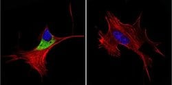 Invitrogen Cytohesin 1/2 Monoclonal Antibody (6G11) 100 &mu;g; Unconjugated:Antibodies,