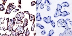 Invitrogen Cytohesin 1/2 Monoclonal Antibody (6G11) 100 &mu;g; Unconjugated:Antibodies,