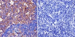 Invitrogen Cytohesin 1/2 Monoclonal Antibody (6G11) 100 &mu;g; Unconjugated:Antibodies,