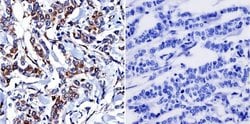 Invitrogen Cytohesin 1/2 Monoclonal Antibody (6G11) 100 &mu;g; Unconjugated:Antibodies,