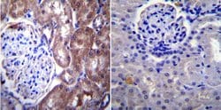 Invitrogen NUP62 Monoclonal Antibody (RL1) 100 &mu;L; Unconjugated:Antibodies,