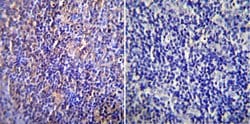Invitrogen NUP62 Monoclonal Antibody (RL1) 100 &mu;L; Unconjugated:Antibodies,