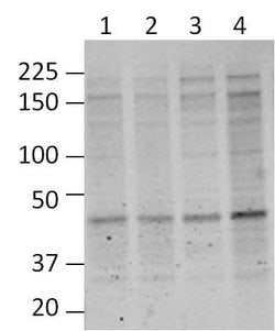 Invitrogen O-linked N-acetylglucosamine (O-GlcNAc) Monoclonal Antibody