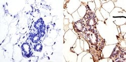 Invitrogen LAP1 Monoclonal Antibody (RL13) 200 &mu;L; Unconjugated:Antibodies,