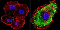 Invitrogen MEK1 Monoclonal Antibody (1C1) 100 &mu;g; Unconjugated:Antibodies,