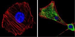 Invitrogen MEK1 Monoclonal Antibody (1C1) 100 &mu;g; Unconjugated:Antibodies,