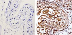 Invitrogen MEK1 Monoclonal Antibody (1C1) 100 &mu;g; Unconjugated:Antibodies,