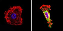Invitrogen Nestin Monoclonal Antibody (10C2) 100 &mu;g; Unconjugated:Antibodies,