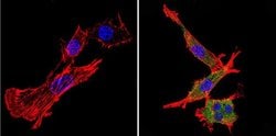 Invitrogen Nestin Monoclonal Antibody (10C2) 100 &mu;g; Unconjugated:Antibodies,