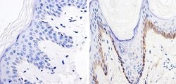 Invitrogen Nestin Monoclonal Antibody (10C2) 100 &mu;g; Unconjugated:Antibodies,