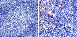 Invitrogen Nestin Monoclonal Antibody (10C2) 100 &mu;g; Unconjugated:Antibodies,